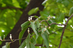 Macrosolen capitellatus